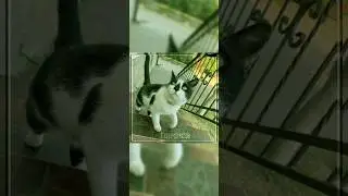 |Эдит Малыш и Мурка|Любимая песня^^| #анукадавайка #малыш #мурка|