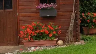 A Year with My Ancient Tuberous Begonias, - beautiful flowers