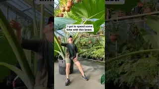 #Botany Love | Big Leaves 😍 | #shorts #viral