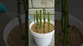 Grow rose plant from cuttings using turmeric powder🌹🌹 