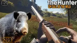 THEHUNTER COTW #209 UNE NOUVELLE CHASSE AUX SANGLIERS SUR HIRSCHFELDEN - CHASSE 2023