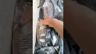 panen mujair jumbo