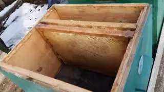 Зимний клуб, канди, расплод.