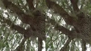 Tree moss 3D Test video