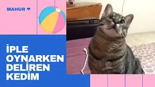 İPLE OYNAYKEN KAFAYI YİYEN KEDİM