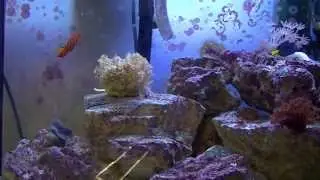 Saltwater Aquarium 5