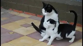 Кот молчун