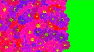 Flowers Transitions Effects Green Screen