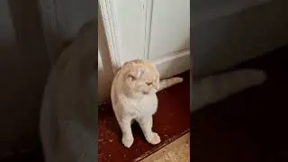 открывает дверь.....