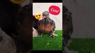 Cute baby pigeon! ❤️ #pigeonracing #pigeonlover #pigeons #pigeon #pigeonlove