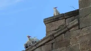 Cegoñas