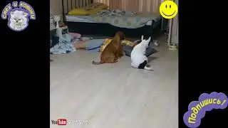 Заботливые Собаки МИЛОТА!