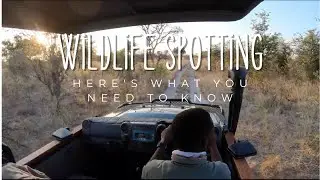 3 tips to EFFECTIVE WILDLIFE SPOTTING   This will make you a better wildlife photographer!