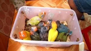 How to feed puppies lovebird || LOVEBIRD farm