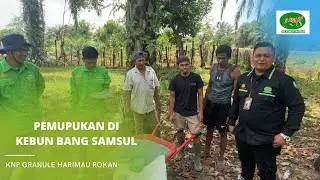 PEMUPUKAN KEBUN KELAPA SAWIT BAPAK SAMSUL