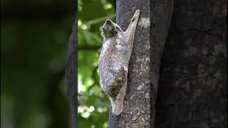 Amazing video watch #animals #wildlife #viralvideo #like #subscribe #share