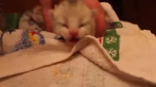 How to feed kittens