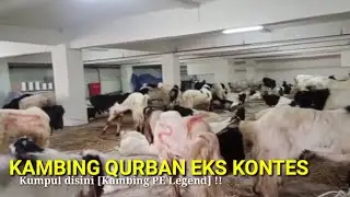 MEWAH!! KAMBING SULTAN LEGEND KUMPUL DISINI.. KAMBING QURBAN EKS KONTES 1444H