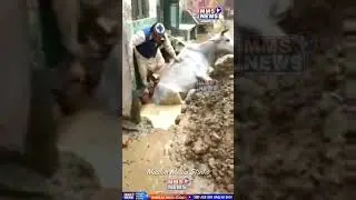 Musalmaan Bhai Ne Bachayi Gaaye Jaan, Duniya Bhar Me Horahi Hai Taareef, Gaurakshak Hogaye Pareshan.
