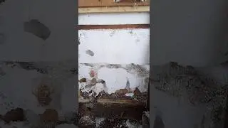 #shorts#мыши#
