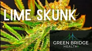 Lime Skunk - Cannabis Strain