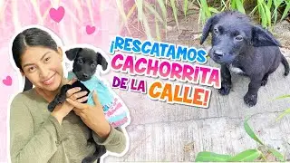 💕WE RESCUED A PUPPY FROM THE STREET 🐕‍🦺 SHE'S LOOKING FOR A HOME AND A NEW FAMILY! 🥰| Conny Merlin
