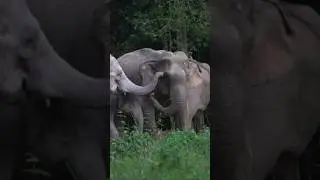 การแสดงความรัก #เขาใหญ่ #forestelephant #animalnews #animals #elephanthabitat #wildlife