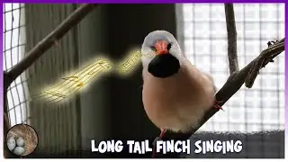 BABERO FINCH CANTANDO, LONG TAIL FINCH SINGING 🦜