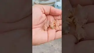 What to do if you find a baby bird. #shorts