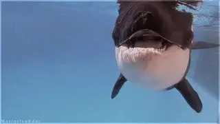 𝕵𝖊𝖜𝖊𝖑 𝖔𝖋 𝖙𝖍𝖊 𝕾𝖊𝖆