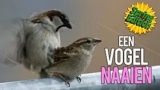 Het Knusse Knutselhoekje - S2 Afl. 3 - Een Vogel NAAIEN