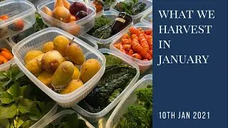 What we harvest in January | what to grow in winter | year-round self-sufficiency
