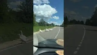 Гуси переходят дорогу в не положенном месте #automobile