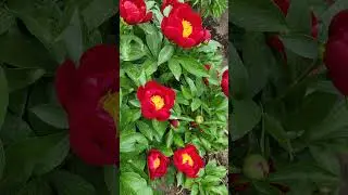 Пион RED RED ROSE💕