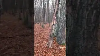 Как вам лесосека