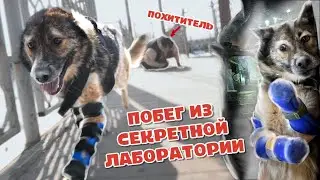 Пёс попал в СЕКРЕТНУЮ лабораторию и ушёл на НОВЫХ лапах!