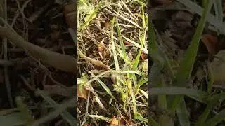 Ants