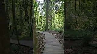 Экотропа в Комарово 🌿