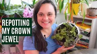 Repotting a Macodes petola: Step-by-step guide to a new setup for your jewel orchid