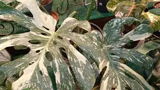 Обзор комнатных растений магазина Sun Green 🌿🪴☘️ Саратов