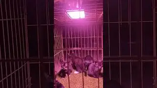 Keluarga Kucing Sedang Terapi Sinar UVB + UVA Karena Pilek