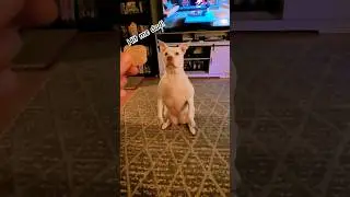 Allie may knows how to say please for her treats 🤣 #lovemydog #pitbullshorts #funnydogs