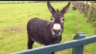 Caballo resoplando 👍  Burro