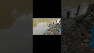 Setelah sekian purnama...!!akhirnya naik juga nila merah ..??