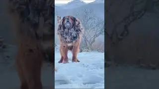 Dangerous Dog # Tibetan Mastiff Dangerous 🔥 short # video # Tibetan Mastiff Transformation🔥