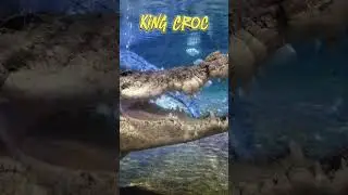 Largest Crocadile in captivity😲😲 #kingcroc #dubaiaquariumandunderwaterzoo