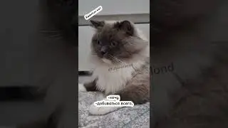 Лохотрон😸 