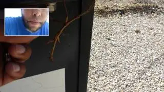 Walking Stick