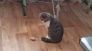 У Фели новая игрушка.
