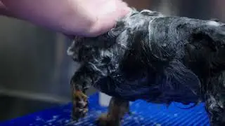 Pet-Ag Fresh 'n Clean Crème Rinse Products